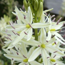 Zambila Indiana-Camassia Caerulea Alba - Img 2