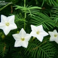 Zorele-Ipomoea Cardianal Climber White