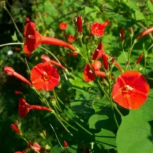 Zorele-Ipomoea Hederifolia Orange - Img 2