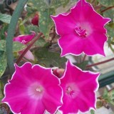 Zorele-Ipomoea Picotee mix