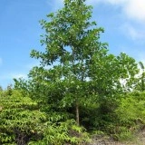 Acacia Mangium - Img 5