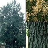 Acacia melanoxylon