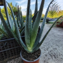 Aloe Vera de 3 ani