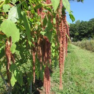 Amaranthus caudatus Coral Fountain