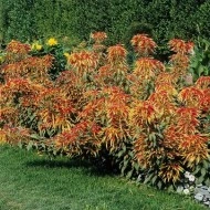 Amaranthus tricolor Splendens - Img 3