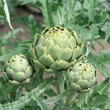 Anghinare verde - Img 2