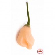 Ardei iute Aji Peach Fantasy