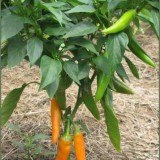 Ardei iute Bulgarian Carrot