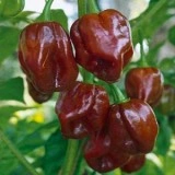 Ardei iute Habanero Chocolate