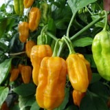 Ardei iute Habanero Yellow