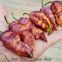 Ardei iute Pink Tiger x Peach Bhut - Img 2