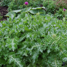 Armurariu-Silybum Marianum