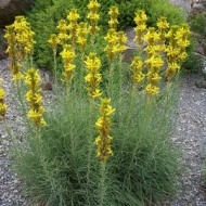 Asphodeline lutea - Img 4