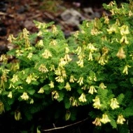 Astragalus Membranaceus - Img 1