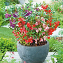 Balsamine-Impatiens Balsamina mix