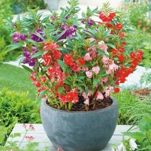 Balsamine-Impatiens Balsamina mix - Img 6