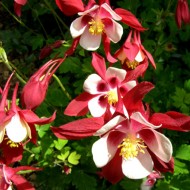 Caldarusa-Aquilegia Caerulea Rotstern