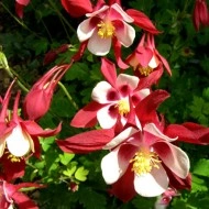 Caldarusa-Aquilegia Caerulea Rotstern
