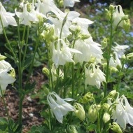 Caldarusa-Aquilegia vulgaris Alba - Img 2