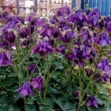 Caldarusa-Aquilegia Vulgaris Blue - Img 2