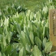 Calomfir-Tanacetum Balsamita - Img 5