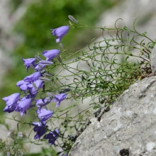 Campanula Rotundifolia - Img 5