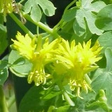 Canary creeper-Tropaeolum peregrinum - Img 1