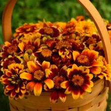 Carciumareasa Mexicana-Zinnia Haageana - Img 3