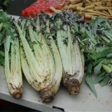Cardon Gigante di Romagna