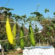 Castravete Luffa cylindrica - Img 5