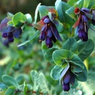 Cerinthe major purpurascens - Img 6