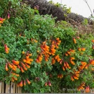 Chilean Glory Vine-Eccremocarpus Scaber - Img 6