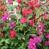 Clarkia double mix