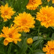 Coreopsis grandiflora Early Sunrise - Img 3