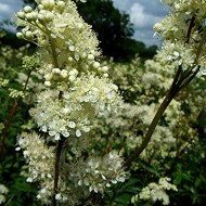 Creţușca-Filipendula ulmaria