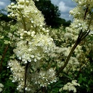 Creţușca-Filipendula ulmaria - Img 3