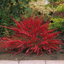 Cytisus Boskoop Ruby
