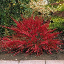 Cytisus Boskoop Ruby - Img 2