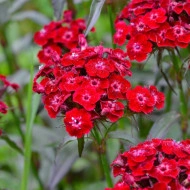 Dianthus barbatus-Garoafa turceasca Scarlet Beauty - Img 3