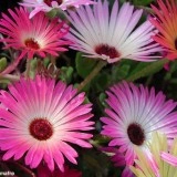 Dorotheanthus bellidiformis-Floare de cristal - Img 2