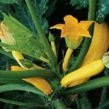 Dovlecel zucchini auriu - Img 2