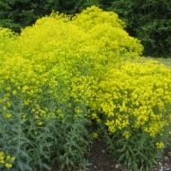 Drobusor-Isatis Tinctoria - Img 6