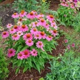 Echinacea Purpurea PowWow Wild Berry