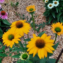 Echinacea Yellow - Img 3