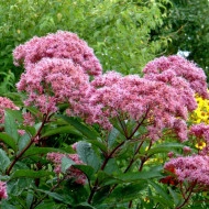 Eupatorium Maculatum Atropurpureum - Img 1