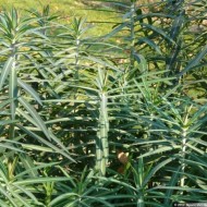 Euphorbia Lathyris-Planta Anticartita