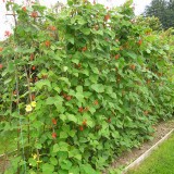 Fasolea Phaseolus coccineus
