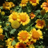 Gaillardia Aristata African Sunset - Img 3