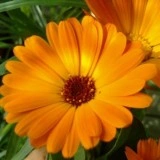 Galbenele-Calendula officinalis