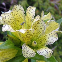 Gentiana Punctata - Img 2